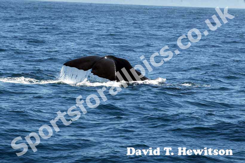 Whale watch at Kaikaira, New Zealand.